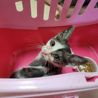 3ヶ月の男の子です