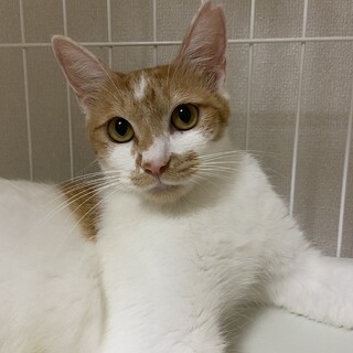 茶白の可愛い❤️女の子！ちびちゃん