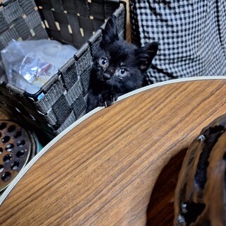 子猫里親募集!!  三郎くん