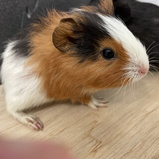 モルモット8月4日産まれ メス一匹