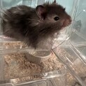 長毛ハムスター　セーブル男の子　1ヶ月
