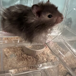 長毛ハムスター　セーブル男の子　1ヶ月