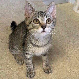 錆色キジトラ鍵しっぽ♬ギンちゃん(♂)