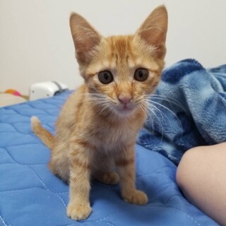 3ヶ月　男の子　茶トラ