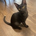 活発で猫も人も大好きな木村じゅく君