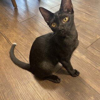 活発で猫も人も大好きな木村じゅく君