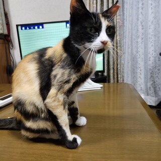 ミーちゃん9/24里親さん決定、有り難うございます