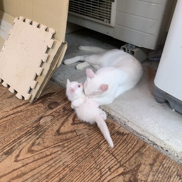 オカンとじゃれるチビこ。