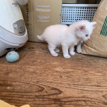 ３匹の中で1番ビッグちゃん。大人しいキッズ(生後3周目)
