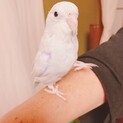 マメルリハ　アメリカンホワイト　オス　里親募集です