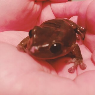 イエアメガエルの里親募集です