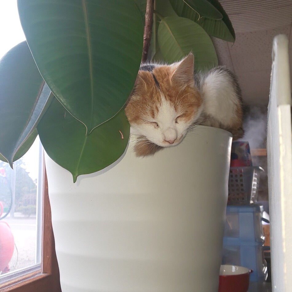 紬葵のカバー写真