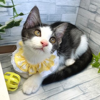 ぼく、甘えん坊さんです♥️オルトくん