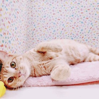 【9/3東日本橋】永遠の子猫気質♡しんまいくん
