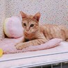 【9/3東日本橋】永遠の子猫気質♡しんまいくん サムネイル5