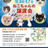 【9/3東日本橋】永遠の子猫気質♡しんまいくん サムネイル6