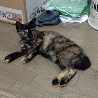 間違った出し、一般会員による里親募集です