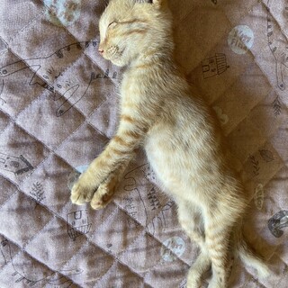 茶トラ　オス　2ヶ月