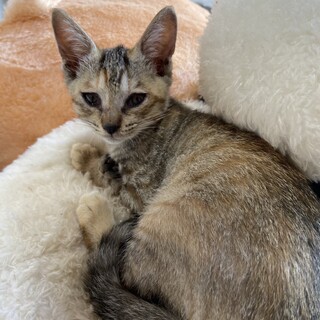 サビトラ　メス　2ヶ月