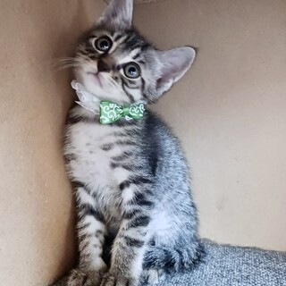 ミルクから育てた可愛い盛りの４兄妹♪　小豆くん