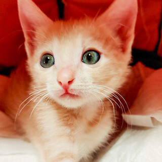 募集停止ゴロゴロ甘えてクリームキジ男子⭐️ソイ