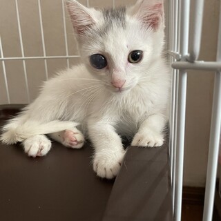 生後3ヶ月　男の子　白猫　ちょい柄