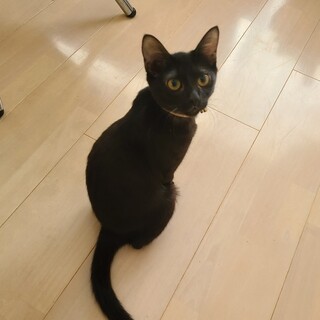 8/31更新☆ねこ初心者さんにもおすすめ☆