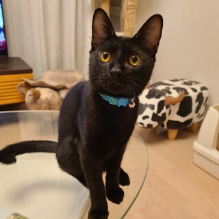 8/31更新☆ねこ初心者さんにもおすすめ☆