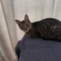 １歳の大人しいメス猫です