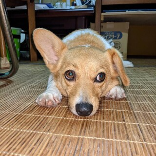 ◆美少女コーギー◆コロコロしてます(汗)