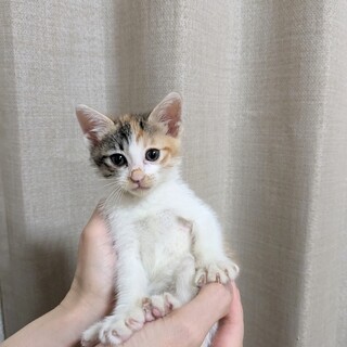 三毛猫・メス・生後1〜2ヶ月」福岡県 - 猫の里親募集(468211