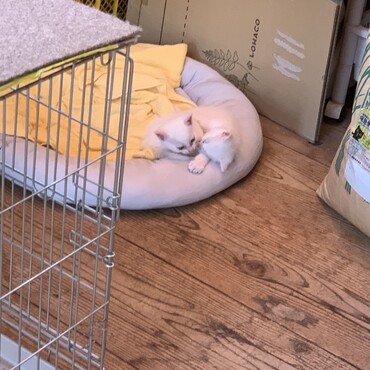 猫ベッドのホワホワ感に味を占めたキッズ２匹。
