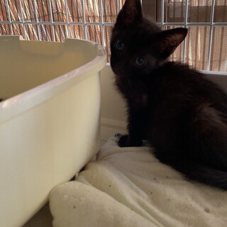 ガリガリだった小さな黒猫♂