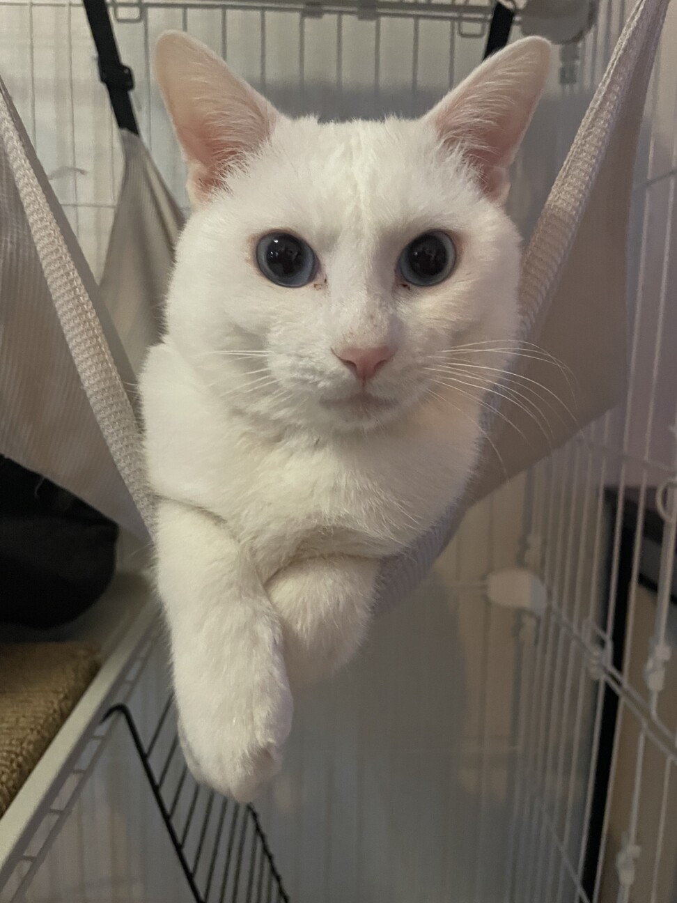 エルヴィス・プレスリー