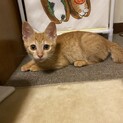 茶トラかぎしっぽのあめちゃん