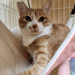 しゅうか ちゃん　お目目くりくり茶白の女の子