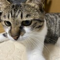 1歳くらいの女の子。飼育崩壊から逃げてきました。