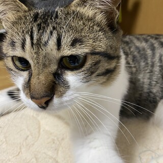 1歳くらいの女の子。飼育崩壊から逃げてきました。