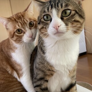 猫2匹を生涯大事にしてくださる方