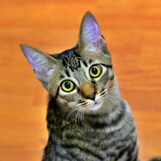 人大好き！抱っこ大好き♡【ピー助】