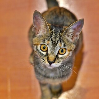 猫が大好き♡優しい猫ちゃん♪『てん』