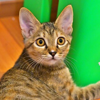 甘えん坊で元気いっぱい『もん』