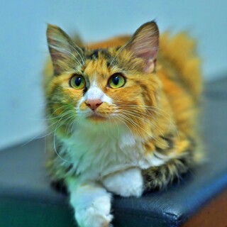 ふわふわ中毛の美人三毛猫『ミント』