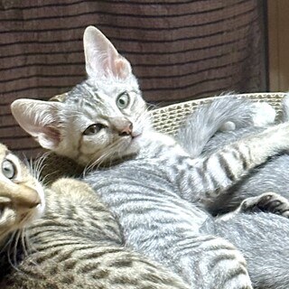 グレーのキジ？ちゃん☆女の子