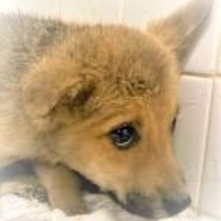 5-3-163◆可愛い子犬◆家族に迎えませんか？