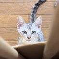 グレーのキジ？猫ちゃん♪男の子