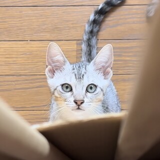 グレーのキジ？猫ちゃん♪男の子