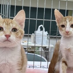 待ちねこ譲渡会　子猫４０匹参加します！