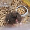 ゴールデンハムスター 長毛クロクマ男の子！ サムネイル3