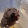 ゴールデンハムスター 長毛クロクマ男の子！ サムネイル4